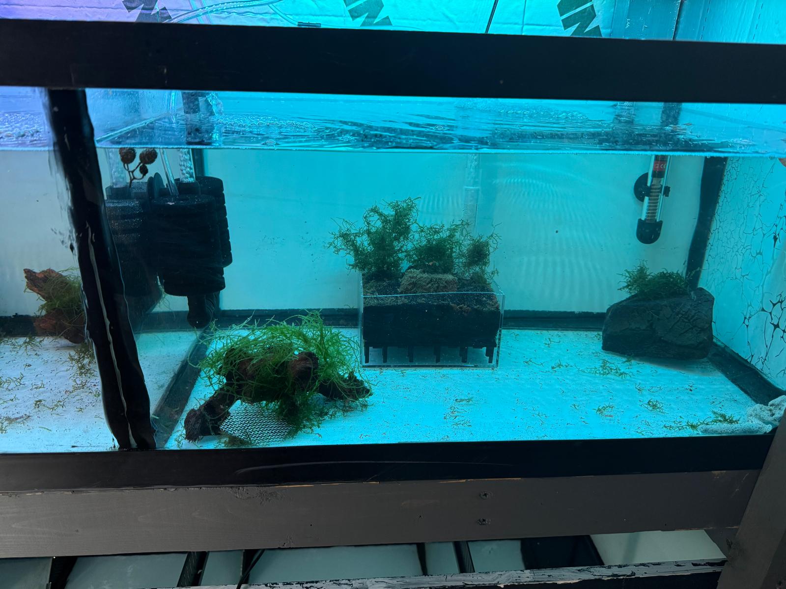 Blue Dream Shrimp Tank