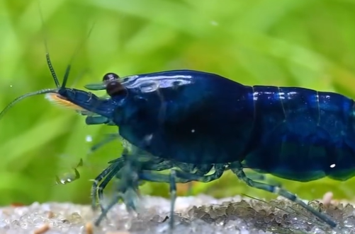 High Grade Blue Dream Shrimp